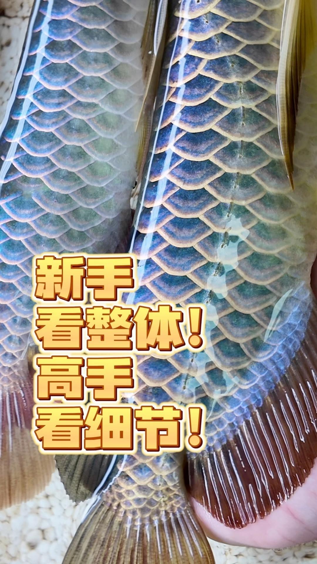 如何區分古典金龍和現代金龍？，zili古典金龍魚如何分辨等級高低 如何區分古典金龍和現代金龍？，zili古典金龍魚如何分辨等級高低 龍魚百科 第7張