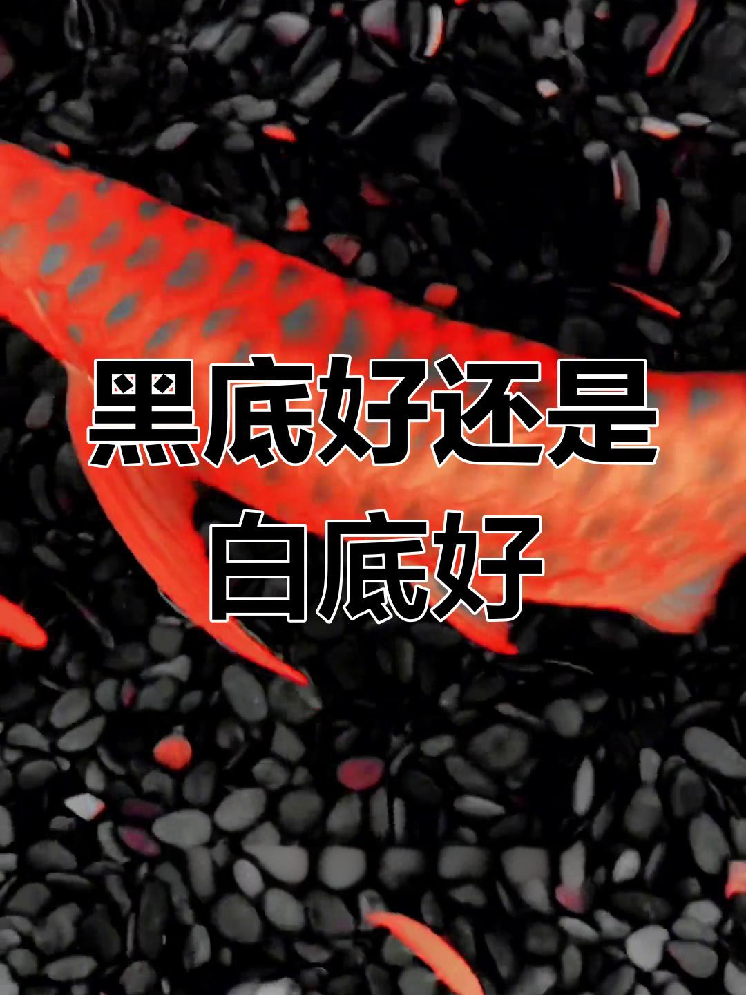 養(yǎng)金龍魚缸底用黑色還是白色，《金龍魚缸底色會用黑色還是白底白背景飼養(yǎng)會使古典金龍魚發(fā)色的選擇