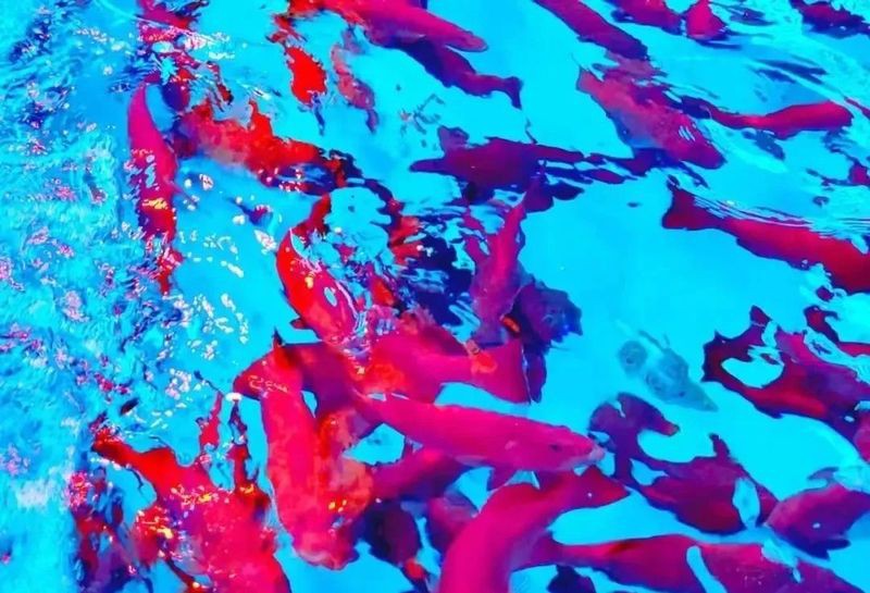 東星斑屬于什么檔次，東星斑屬于什么檔次英倫雙寶智庫屬于什么檔次英倫雙寶智庫