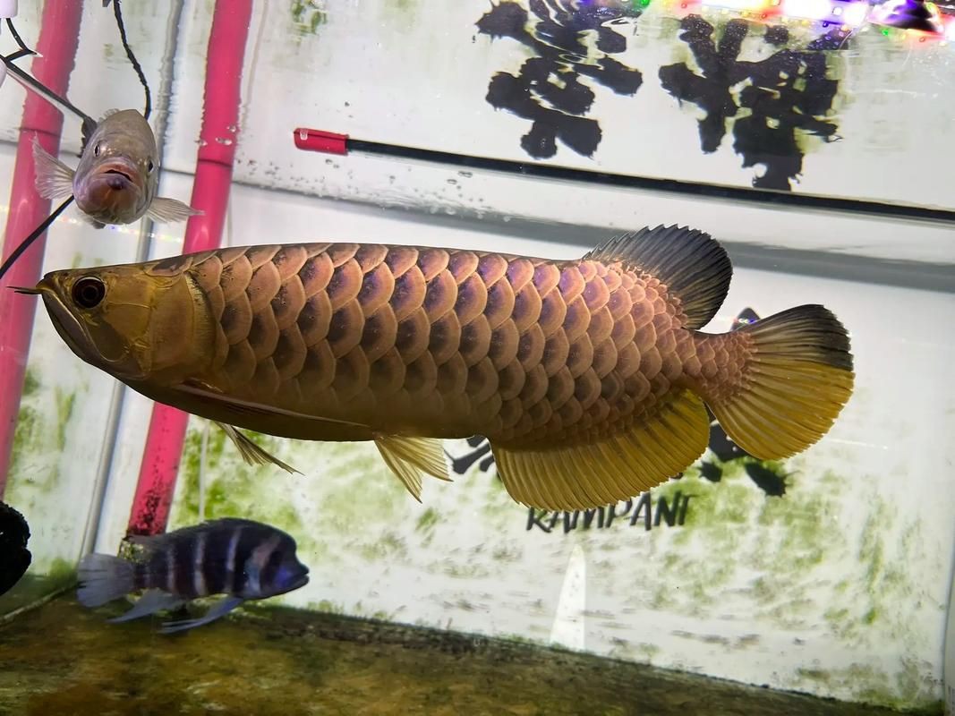 給我一些金龍魚的高清圖片，水中勞斯萊斯5過背金龍魚拍出800萬天價 給我一些金龍魚的高清圖片，水中勞斯萊斯5過背金龍魚拍出800萬天價 龍魚百科 第10張