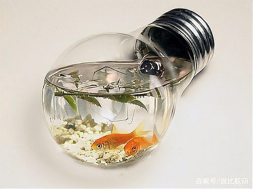 刀鰍魚幾天不喂會餓死，刀鰍魚作為一種特殊的耐饑餓能力受多種因素影響