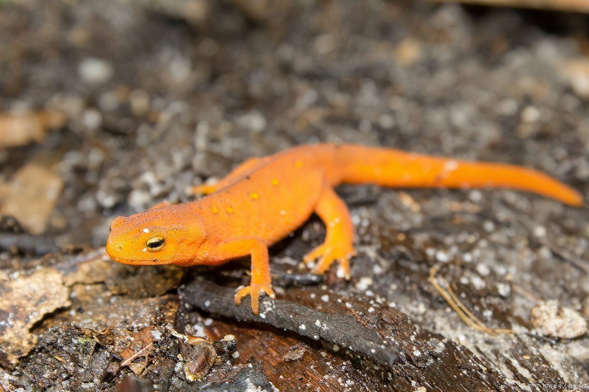 小火龍蠑螈多久喂一次食物？，小火龍蠑螈喂食全攻略 小火龍蠑螈多久喂一次食物？，小火龍蠑螈喂食全攻略 龍魚論壇 第7張