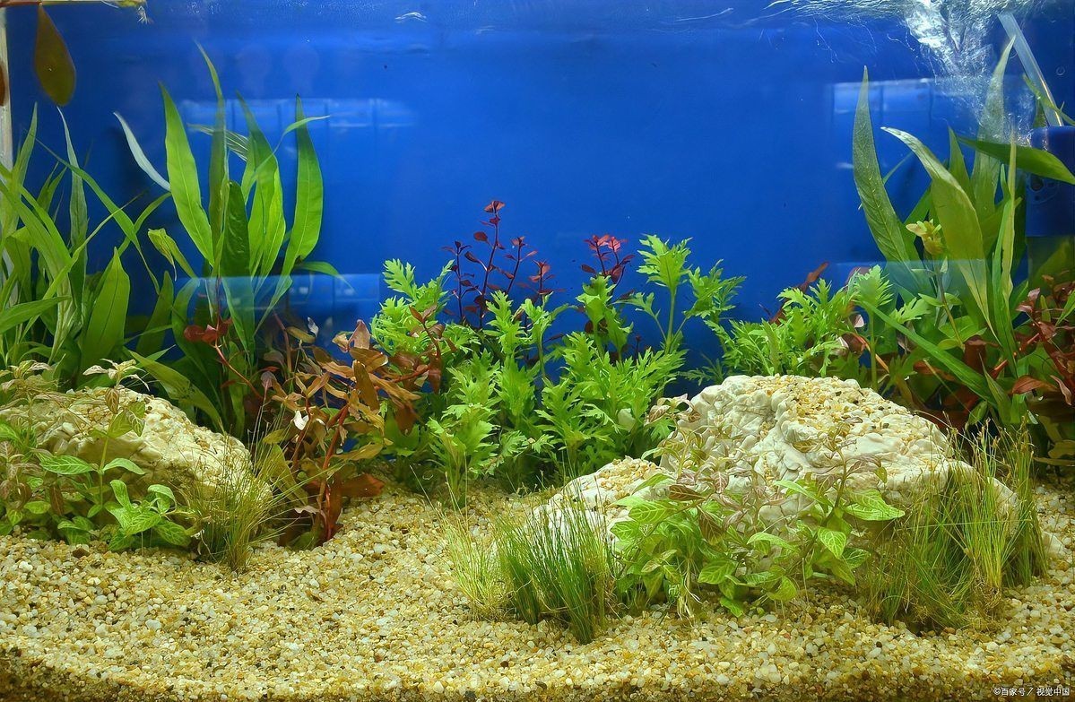 濾材一般分為哪三類，魚缸濾材怎么選6種常見的過濾材料魚缸濾材怎么選