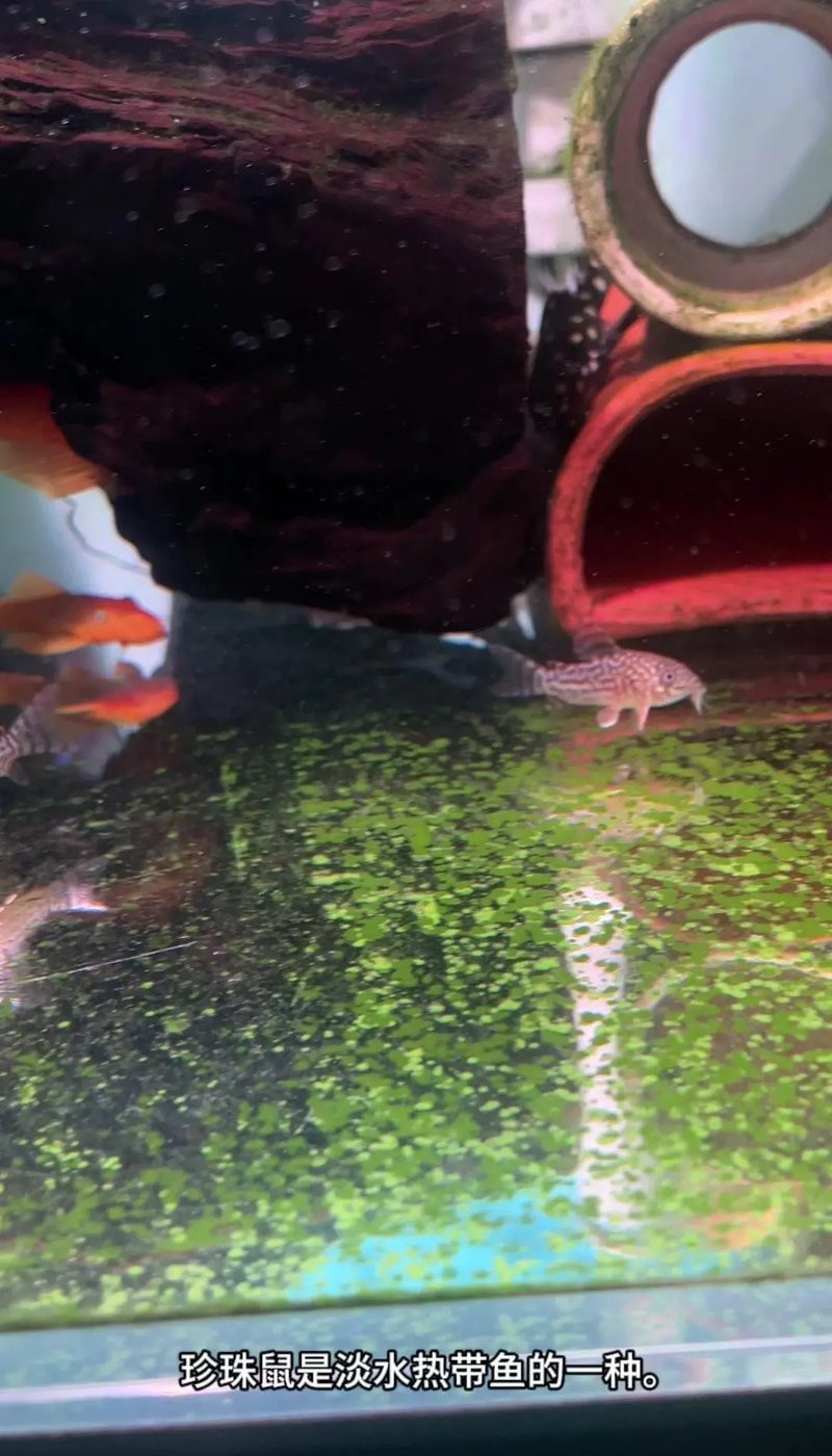 十大最貴鼠魚排名，十大最貴鼠魚
