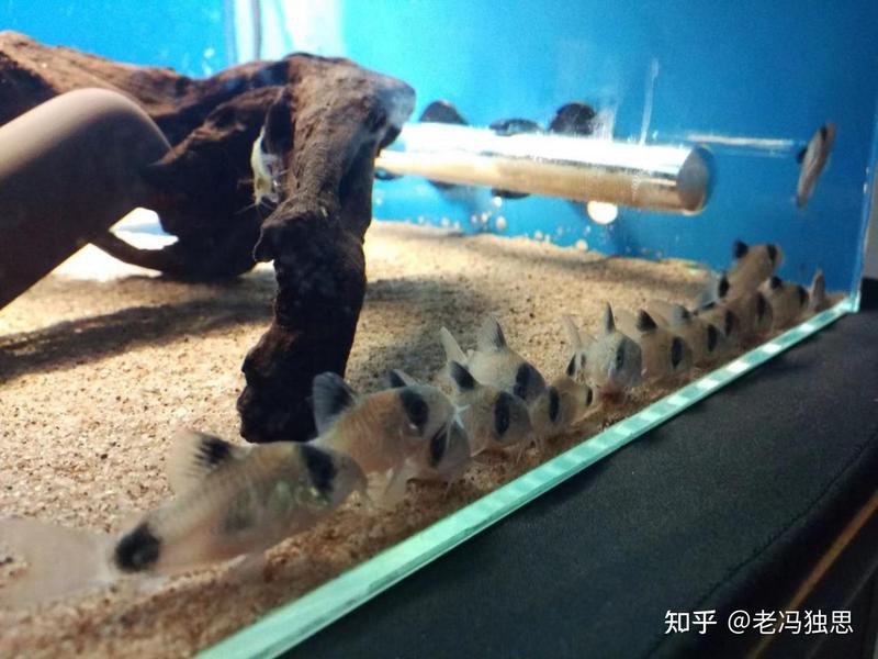 十大最貴鼠魚排名，十大最貴鼠魚