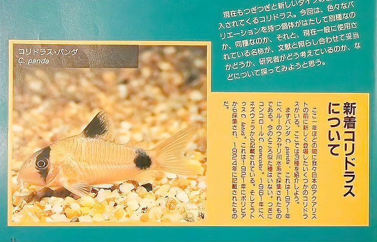 十大最貴鼠魚排名，十大最貴鼠魚