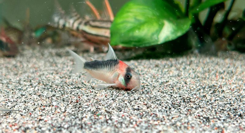 十大最貴鼠魚排名，十大最貴鼠魚