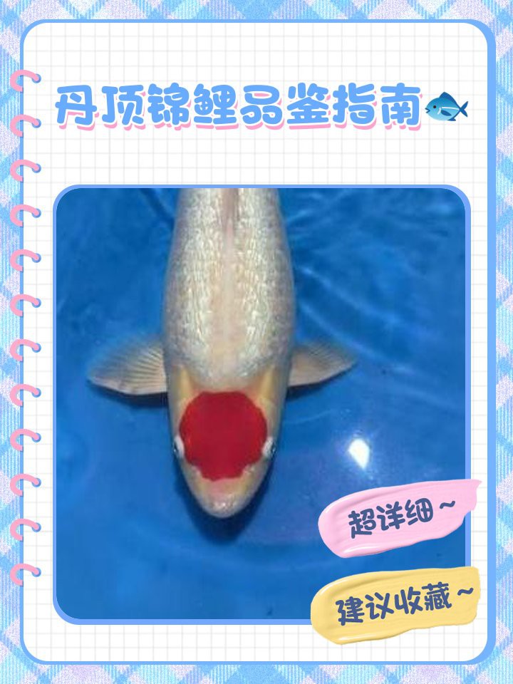 人工丹頂錦鯉怎么分辨，《人工丹頂錦鯉怎么分辨》