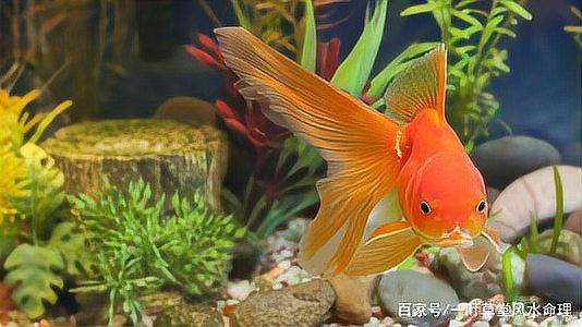 五條魚的風水寓意，五條魚的傳統文化與風水學