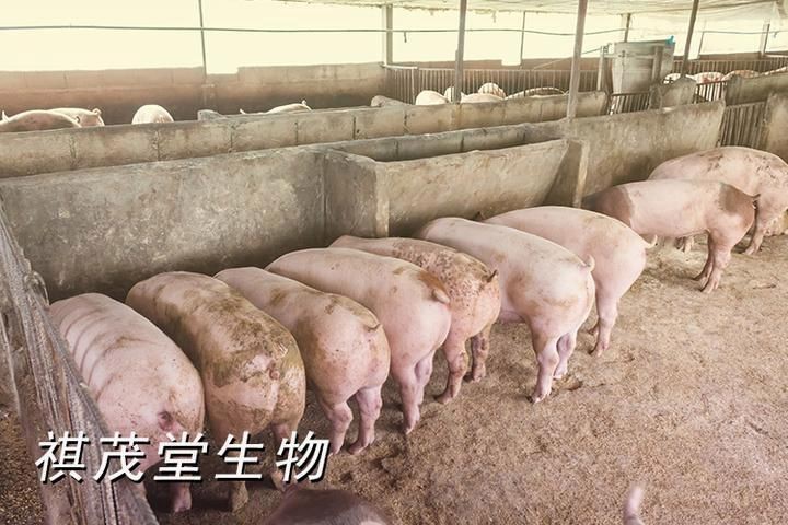 細菌性疾病對養殖業的影響，《細菌性疾病對養殖業的影響》
