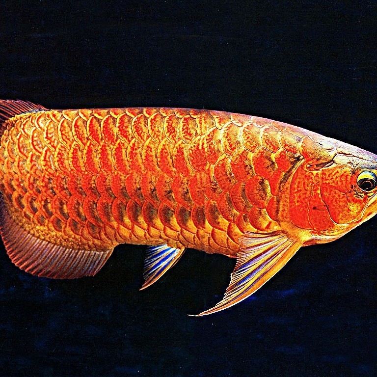 如何區分龍魚是否得了黑霉病？，如何區分龍魚患有黑霉病