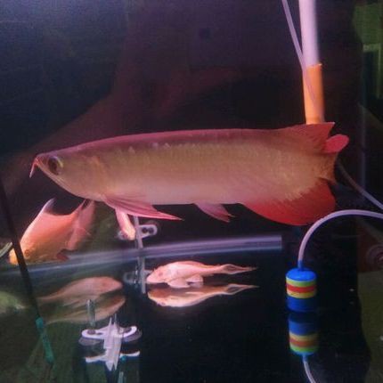 紅龍魚十大漁場排名，揭秘紅龍魚十大漁場排名