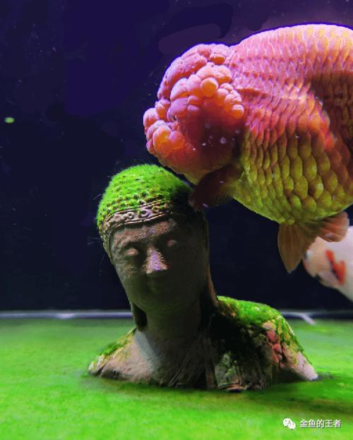 佛頭魚圖片，“佛頭魚”是什么？