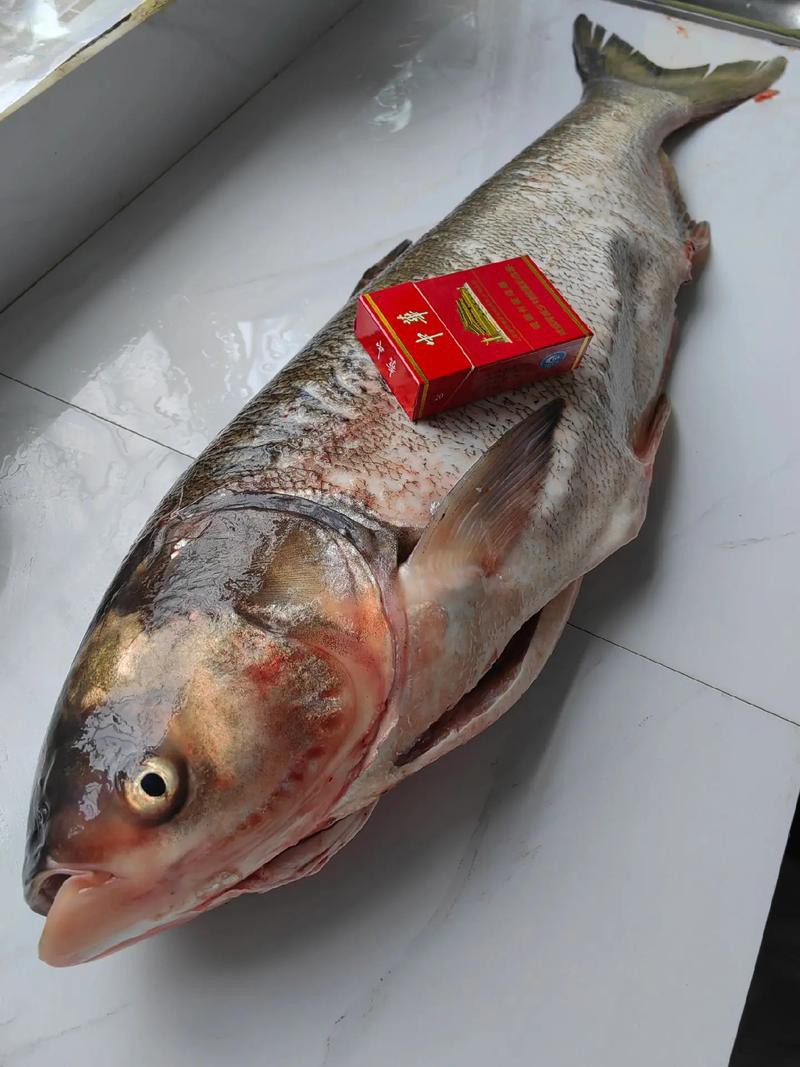 佛頭魚圖片，“佛頭魚”是什么？