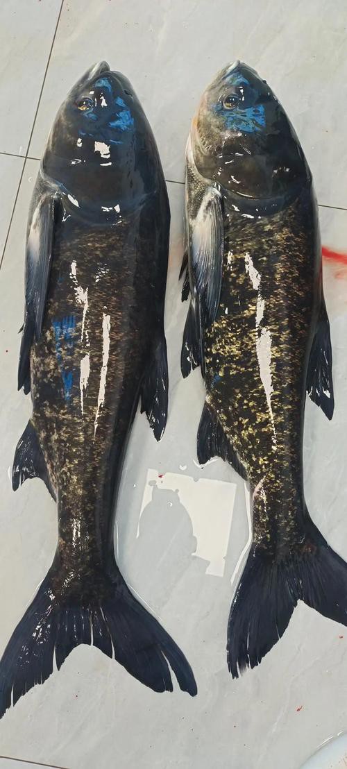 佛頭魚圖片，“佛頭魚”是什么？