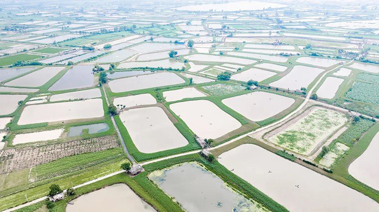 鄂州龍魚(yú)店，鄂州有龍魚(yú)店嗎