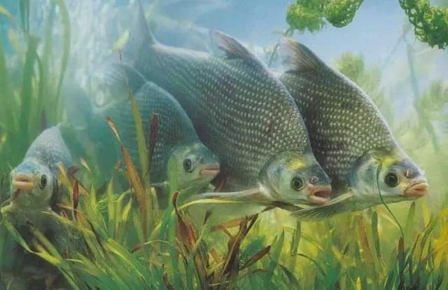 鄂州龍魚(yú)店，鄂州有龍魚(yú)店嗎