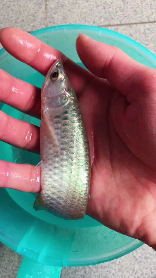 給我一張2-3cm龍魚苗的圖片，2-3cm的龍魚苗圖片的特點