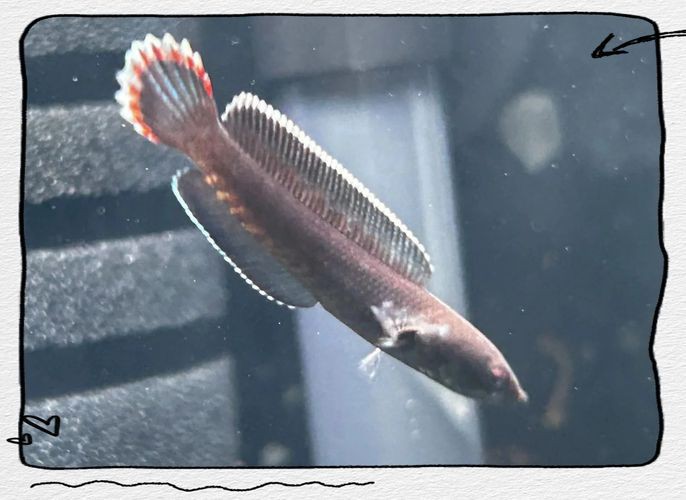 給我一張2-3cm龍魚苗的圖片，2-3cm的龍魚苗圖片的特點