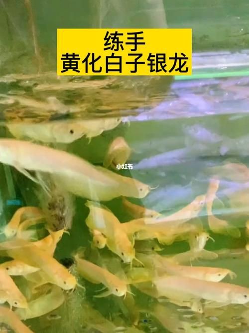 給我一張2-3cm龍魚苗的圖片，2-3cm的龍魚苗圖片的特點