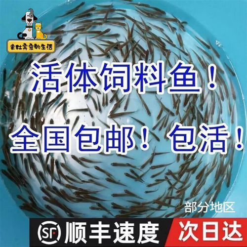 給我一張2-3cm龍魚苗的圖片，2-3cm的龍魚苗圖片的特點