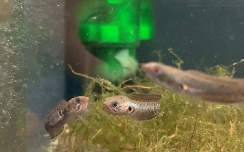 給我一張2-3cm龍魚苗的圖片，2-3cm的龍魚苗圖片的特點