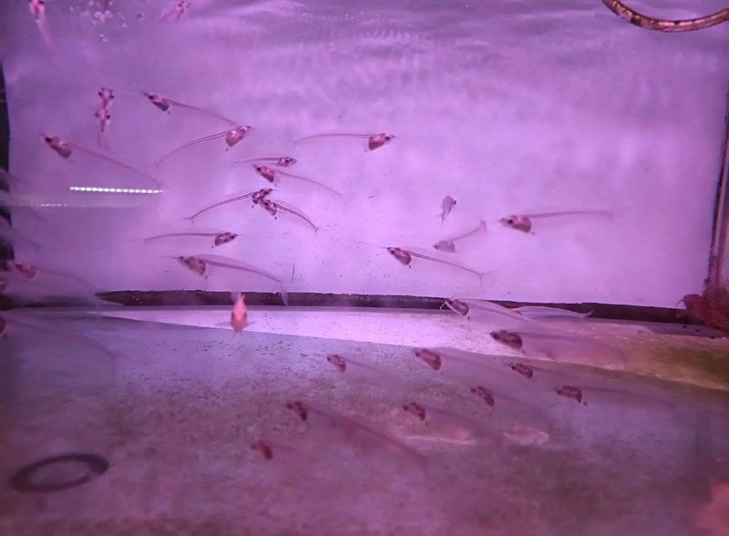 羅漢魚批發(fā)市場在哪里，國內(nèi)主要羅漢魚批發(fā)市場分布廣泛