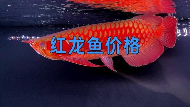 紅龍魚的價格波動大嗎？，紅龍魚一般多少錢一只華哥環球智庫紅龍魚價格差異大揭秘