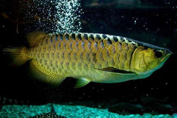 紅龍魚突然不吃東西，《紅龍魚突然7,換水不吃東西》當飼養(yǎng)紅龍魚突然不吃東西 紅龍魚突然不吃東西，《紅龍魚突然7,換水不吃東西》當飼養(yǎng)紅龍魚突然不吃東西 龍魚百科 第4張