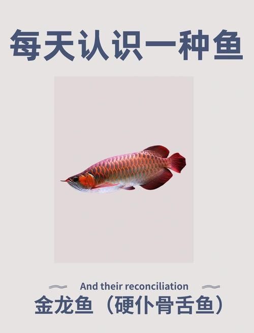 給我一些紅龍魚品相圖解，如何鑒別紅龍魚品種