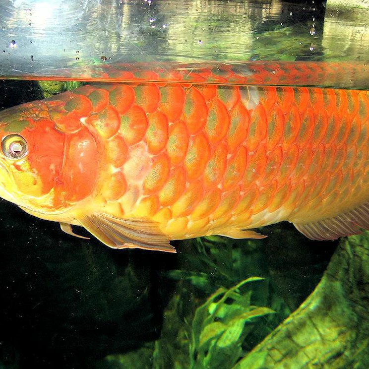 印尼紅龍魚需要多大的魚缸？，印尼紅龍魚怎么養紅龍魚一缸可以養幾條王小乖養魚圈子
