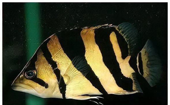 三種人不宜放魚(yú)缸，《三種人不宜放魚(yú)缸》