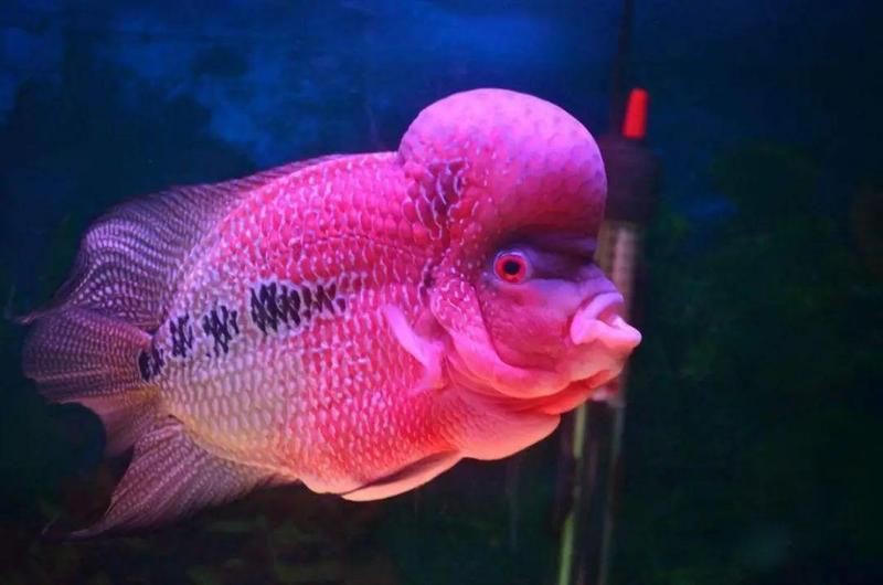 羅漢魚一斤價格表，武漢男子釣獲七彩羅漢魚,網友:賺大發了