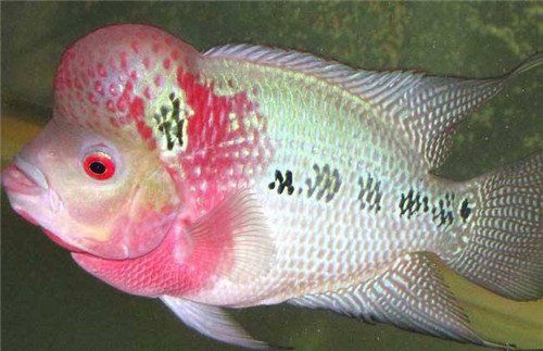 羅漢魚一斤價(jià)格表，武漢男子釣獲七彩羅漢魚,網(wǎng)友:賺大發(fā)了