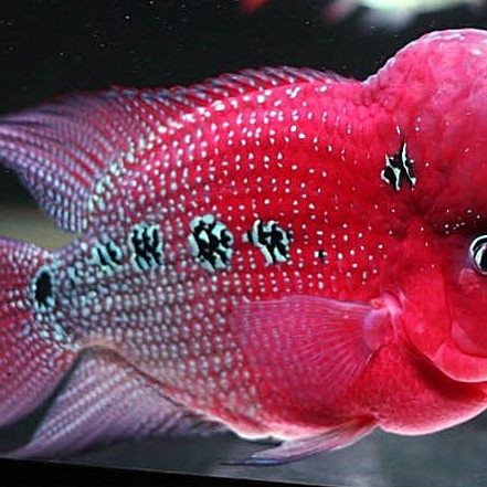 羅漢魚一斤價(jià)格表，武漢男子釣獲七彩羅漢魚,網(wǎng)友:賺大發(fā)了