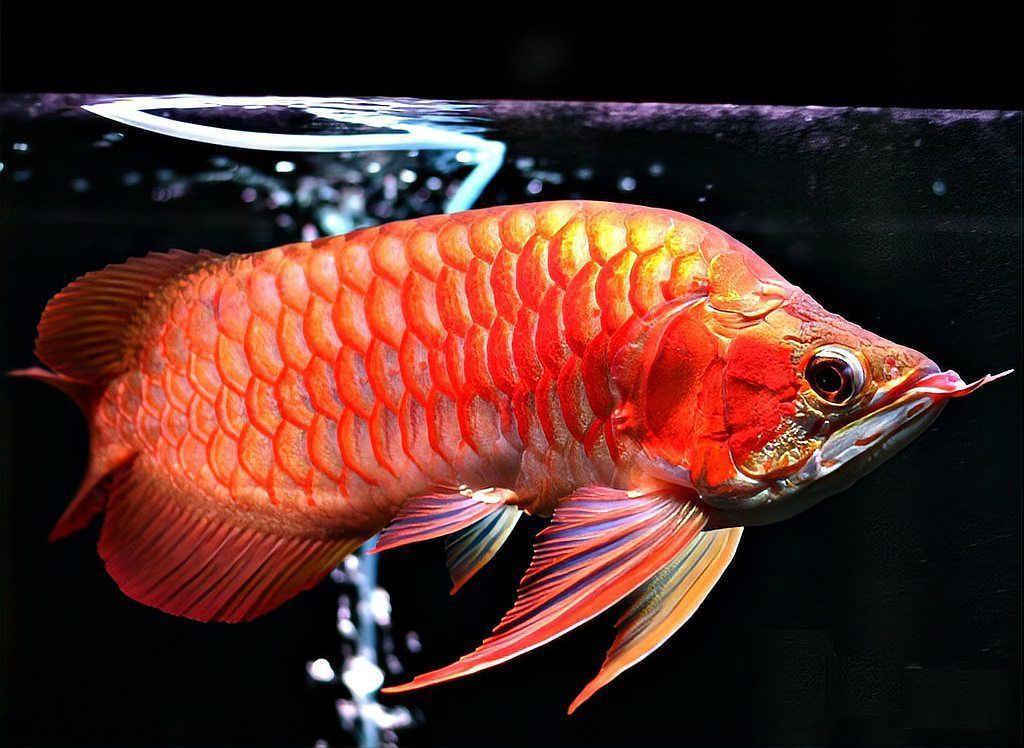 紫焰血紅龍的市場前景如何？，紫焰血紅龍魚價格高昂的原因竟然是這些網友:值得農情萬家