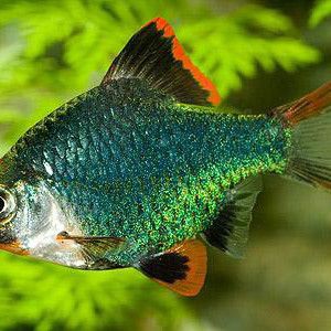 綠虎皮魚可以混養(yǎng)嗎，綠虎皮魚可以和哪些觀賞魚混養(yǎng)