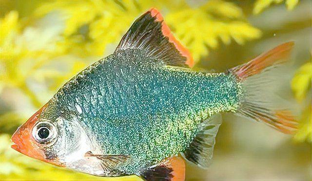 綠虎皮魚可以混養(yǎng)嗎，綠虎皮魚可以和哪些觀賞魚混養(yǎng)