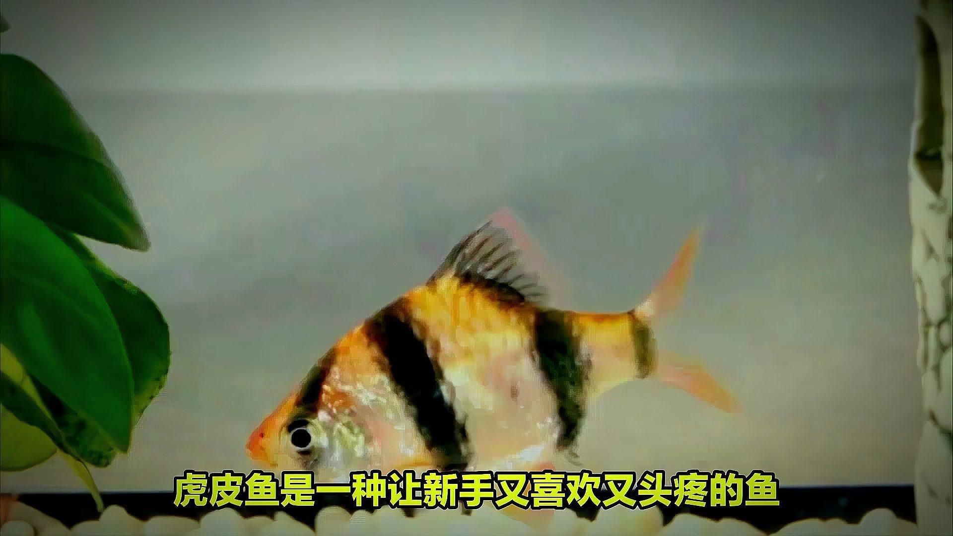 綠虎皮魚可以混養嗎，綠虎皮魚可以和哪些觀賞魚混養