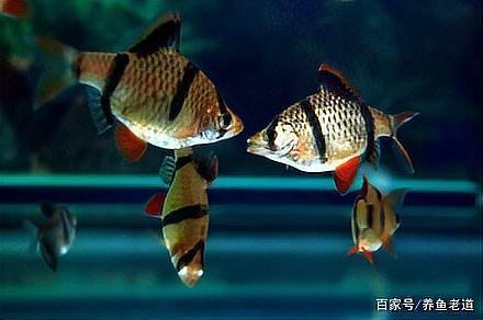 綠虎皮魚可以混養嗎，綠虎皮魚可以和哪些觀賞魚混養