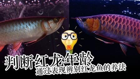 紅龍魚幾年變大紅，《紅龍魚幾年變大紅》