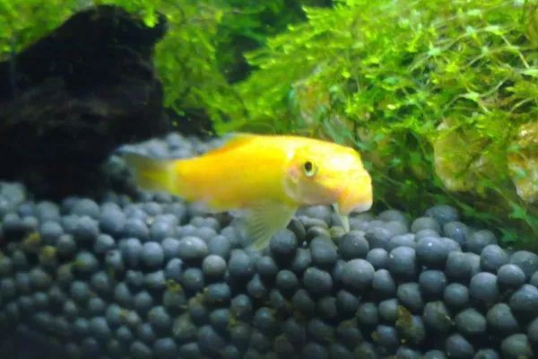 養魚放三處最旺家，《養魚放三處最旺家》