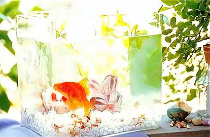 養魚放三處最旺家，《養魚放三處最旺家》