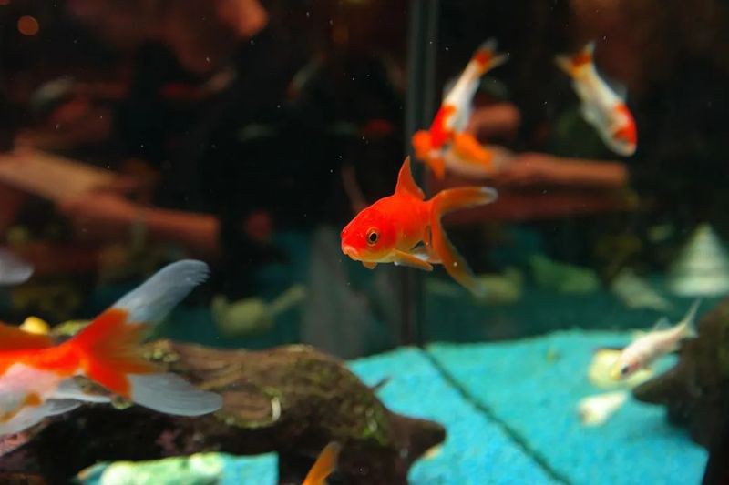 養魚放三處最旺家，《養魚放三處最旺家》