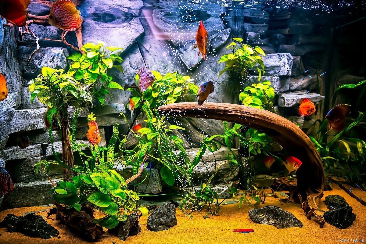 養魚放三處最旺家，《養魚放三處最旺家》