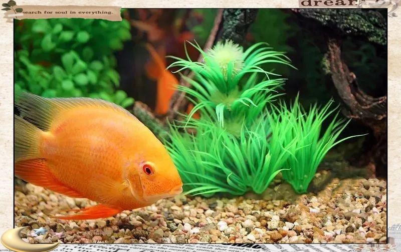 養魚放三處最旺家，《養魚放三處最旺家》