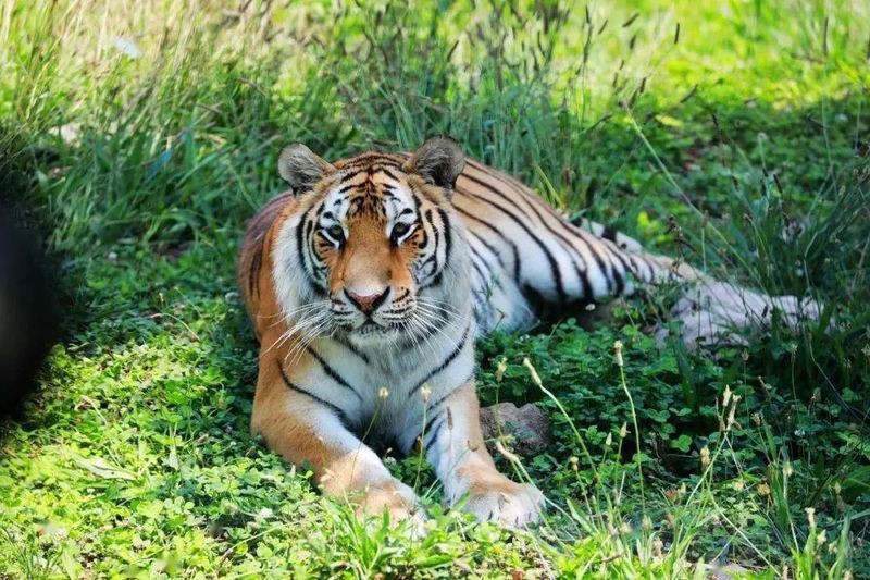 動物園大全500種動物，《動物園大全500種動物》