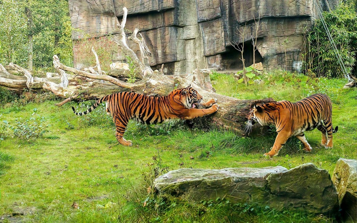 動物園大全500種動物，《動物園大全500種動物》
