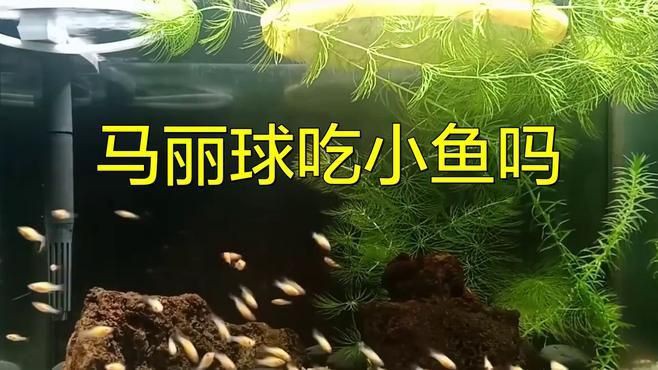 瑪麗魚會吃自己的幼崽嗎，瑪麗魚會吃自己生的小魚嗎