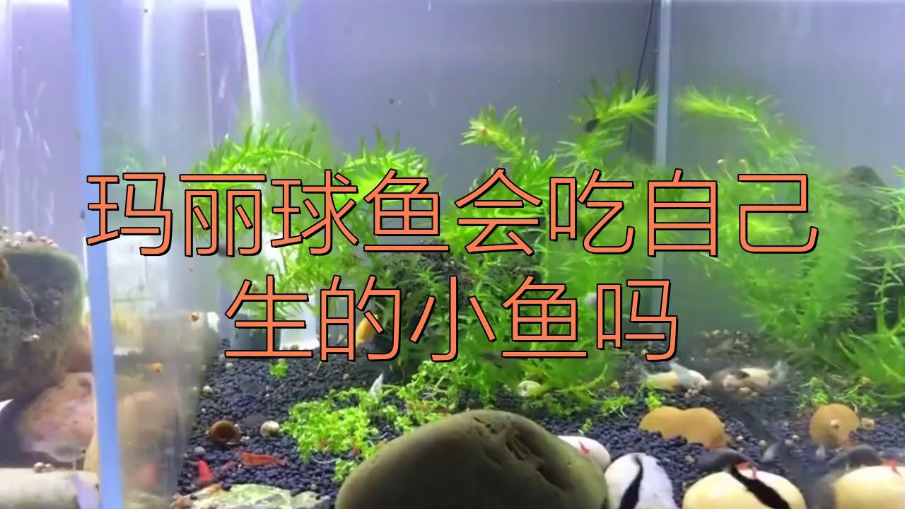 瑪麗魚會吃自己的幼崽嗎，瑪麗魚會吃自己生的小魚嗎
